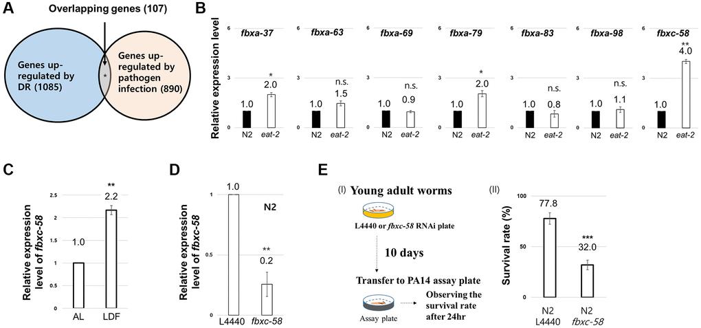 Screen to uncover the innate immune signal mediating the dietary restriction (DR) effect. (A) Venn diagram depicting the genes overlapping between genes upregulated in DR-worms and upregulated in pathogen infected worms. (B) Relative expression level of each F-box gene between wild-type (N2) and eat-2(ad1116) mutant strains at day 2 of adulthood. (C) Relative expression levels of fbxc-58 mRNA in N2 on ad libitum (AL) and low density of food (LDF) condition at day 2 of adulthood. (D) Relative expression level of fbxc-58 in L4440 (L4440 RNAi N2) and fbxc-58 (fbxc-58 RNAi N2) at day 3 of adulthood. (E) (I) Schematic diagram for Pseudomonas aeruginosa (PA14) infection assay. (II) The survival rate of N2 L4440 (L4440 RNAi N2) and N2 fbxc-58 (fbxc-58 RNAi N2) in PA14 infection for 24 h at day 9 of adulthood. All of relative mRNA levels were determined by RT-PCR by three times independent experiments, normalized to act-3. Error bars represent SEM. Abbreviation: ns: not significant, *p **p ***p t test.