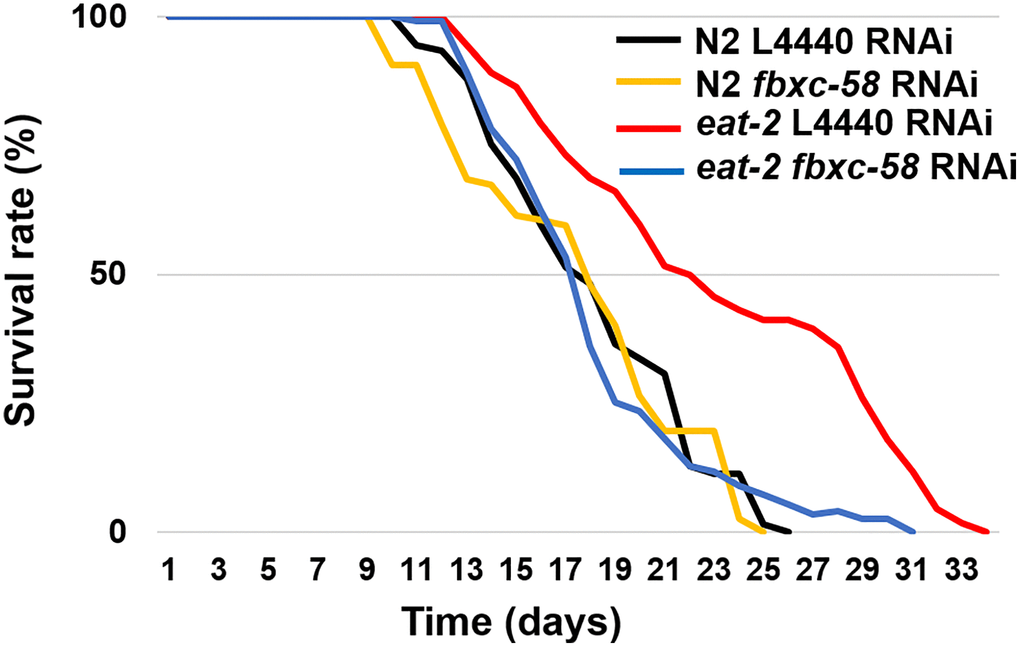 fbxc-58 mediates dietary restriction effects on longevity. Survival rate curves of N2 L4440 RNAi (n = 105), N2 fbxc-58 RNAi (n = 131), eat-2 L4440 RNAi (n = 112), and eat-2 fbxc-58 RNAi (n = 111). Survival data are summarized in Table 1.