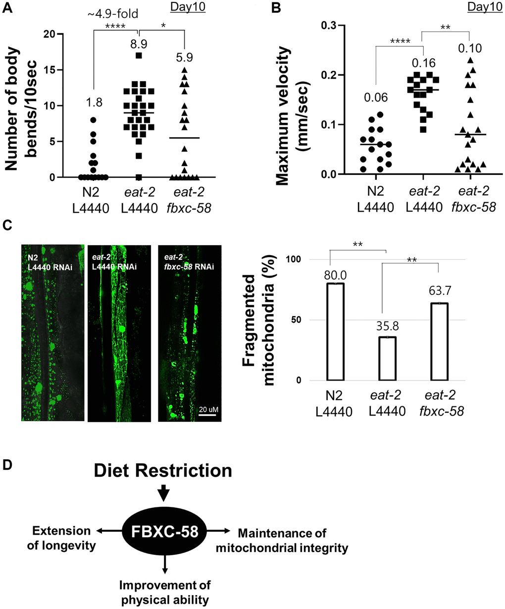 fbxc-58 mediates dietary restriction effects on mitigating muscle aging. (A) The number of body bends in N2 L4440 RNAi (N2 L4440) (n = 15), eat-2 L4440 RNAi (eat-2 L4440) (n = 26), and eat-2 fbxc-58 RNAi (eat-2 fbxc-58) (n = 20) at day 10 of adulthood. (B) MVs of N2 L4440 RNAi (N2 L4440) (n = 15), eat-2 L4440 RNAi (eat-2 L4440) (n = 15), and eat-2 fbxc-58 RNAi (eat-2 fbxc-58) (n = 19) at day 10 of adulthood. (C) The morphological categories of mitochondria are defined as follows. Images showing most of the long interconnected mitochondrial networks were classified as tubular, and images showing most of the short mitochondria or sparse globular mitochondria were classified as fragmented. Mitochondrial morphology was examined in PD4251 and eat-2(ad1116); PD4251 strain that emits fluorescence from mitochondria due to GFP expressed in mitochondria. (Left) Representative images of N2 L4440 RNAi (N2 L4440), eat-2 L4440 RNAi and eat-2 fbxc-58 RNAi at day 8 of adulthood. (Right) Qualitative analysis of mitochondrial morphology in N2 L4440 RNAi (N2 L4440), eat-2 L4440 RNAi (eat-2 L4440) and eat-2 fbxc-58 RNAi (eat-2 fbxc-58) at day 8 of adulthood. Bars represent the proportion of worms with fragmented mitochondria. (D) A schematic diagram of fbxc-58 mediating DR-induced effects. Error bars represent SEM. *p **p ****p t test.