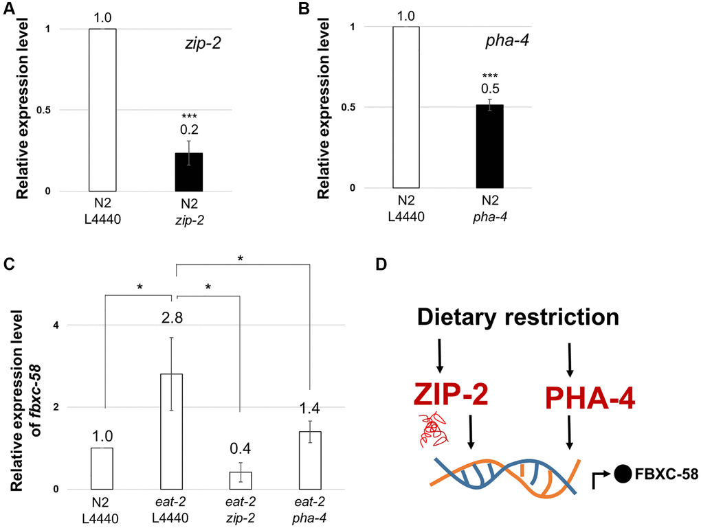 fbxc-58 is downstream target of ZIP-2 and PHA-4. (A) Relative expression levels of zip-2 mRNA in N2 L4440 RNAi (N2 L4440) and N2 zip-2 RNAi (N2 zip-2). (B) Relative expression levels of pha-4 mRNA in N2 L4440 RNAi (N2 L4440) and N2 pha-4 RNAi (N2 pha-4). (C) Relative expression level of fbxc-58 in N2 L4440 RNAi (N2 L4440), eat-2 L4440 RNAi (eat-2 L4440), eat-2 zip-2 RNAi (eat-2 zip-2), and eat-2 pha-4 RNAi (eat-2 pha-4) at day 3 of adulthood. (D) A schematic diagram of fbxc-58 induction mechanism in DR through ZIP-2 and PHA-4. All of relative mRNA levels were determined by RT-PCR by three times independent experiments, normalized to act-3. Error bars represent SEM. Abbreviation: ns: not significant, *p ***p t test.