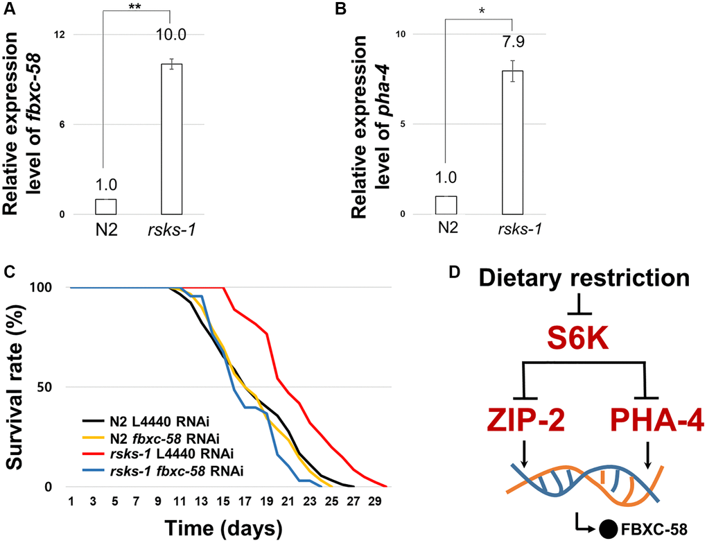 fbxc-58 is downstream effector of S6Kinase signaling pathway. (A) Relative expression level of fbxc-58 in N2 and rsks-1(tm1714) mutant strains. (B) Relative expression level of pha-4 in N2 and rsks-1(tm1714) mutant strains. (C) Survival rate curves of N2 L4440 RNAi (n = 90), N2 fbxc-58 RNAi (n = 90), rsks-1 L4440 RNAi (n = 81), and rsks-1 fbxc-58 RNAi (n = 68). Survival data are summarized in Table 1. (D) A schematic diagram of fbxc-58 induction mechanism in DR through S6K, ZIP-2, and PHA-4. All of relative mRNA levels were determined by RT-PCR by three times independent experiments, normalized to act-3. Error bars mean SEM. *p **p t test.