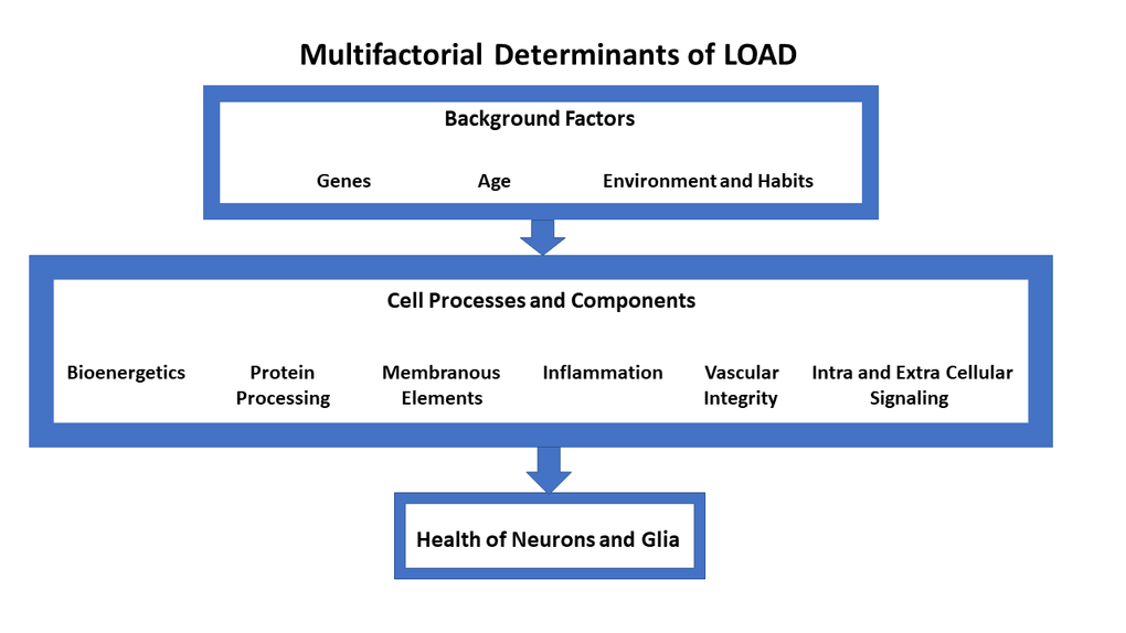 The figure displays the multiple factors that determine the overall risk for late onset Alzheimer’s-type dementias. At each level of the hierarchy shown, the factors interact extensively.