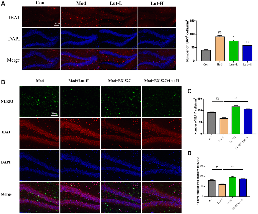 Effects of immunofluorescence on microglia in mice. (A) Effects of luteolin on microglia in different doses were determined by immunofluorescence. (B) Determination of microglia in the hippocampal area of mice after EX-527. (C) Effect of EX-527 on microglia activation. (D) Relative fluorescence intensity of Nlrp3. Data were analyzed by mean ± SEM. Compared with blank group, ##P *P **P n = 9.
