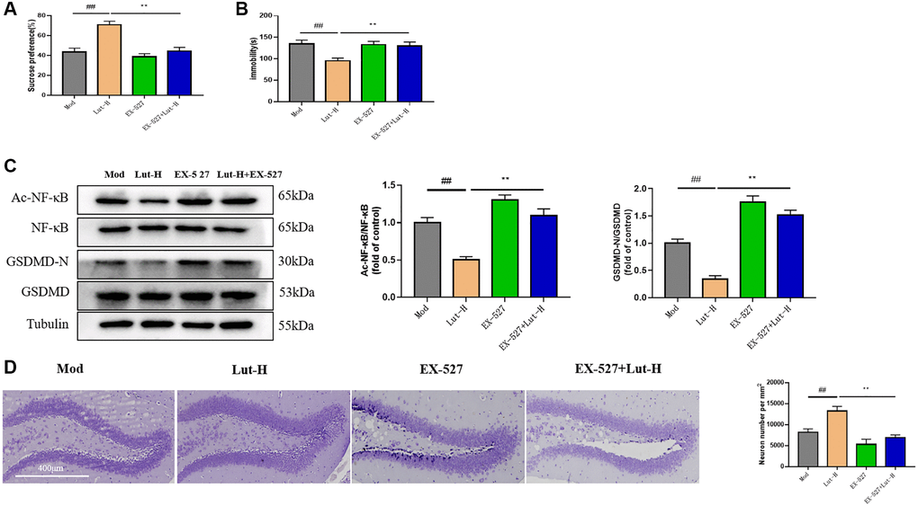 Role of Sirt1 in the reduction of CUMS-induced depressive behavior by luteolin. (A) Sucrose preference rate of mice was determined by SPT. (B) The immobility time of mice was measured by TST. (C) Western Blot analysis of the expression of AC-NF-κB, NF-κB, GSDMD-N and GSDMD protein in hippocampal tissue. (D) Nisi staining of mice treated with EX-527. Data were analyzed by means ± SEM. Compared with blank group, ##P *P **P n = 9.