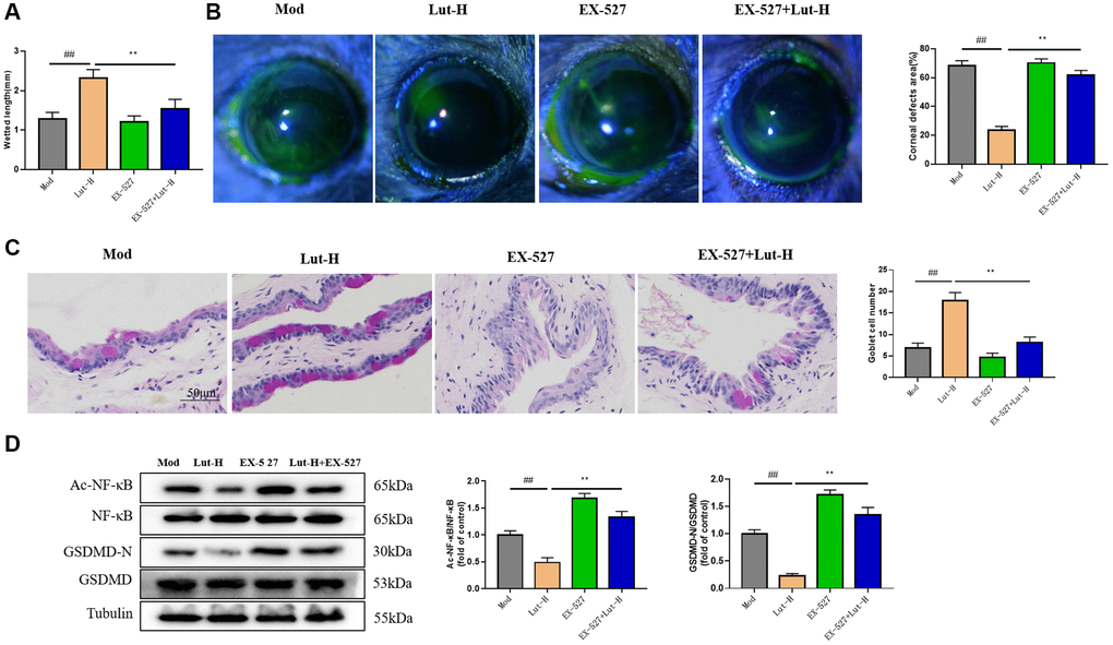Effects of Sirt1 on luteolin in alleviating dry eye symptoms in DEDC mice. (A) Phenol red cotton thread testing mouse tears. (B) Sodium fluorescein staining. (C) Goblet cell staining. (D) Western blotting detects protein expression of AC-NF-κB, NF-κB and GSDMD-N, GSDMD in tear fluid. Data analysis was performed with mean ± SEM. ##p *p **p n = 9.