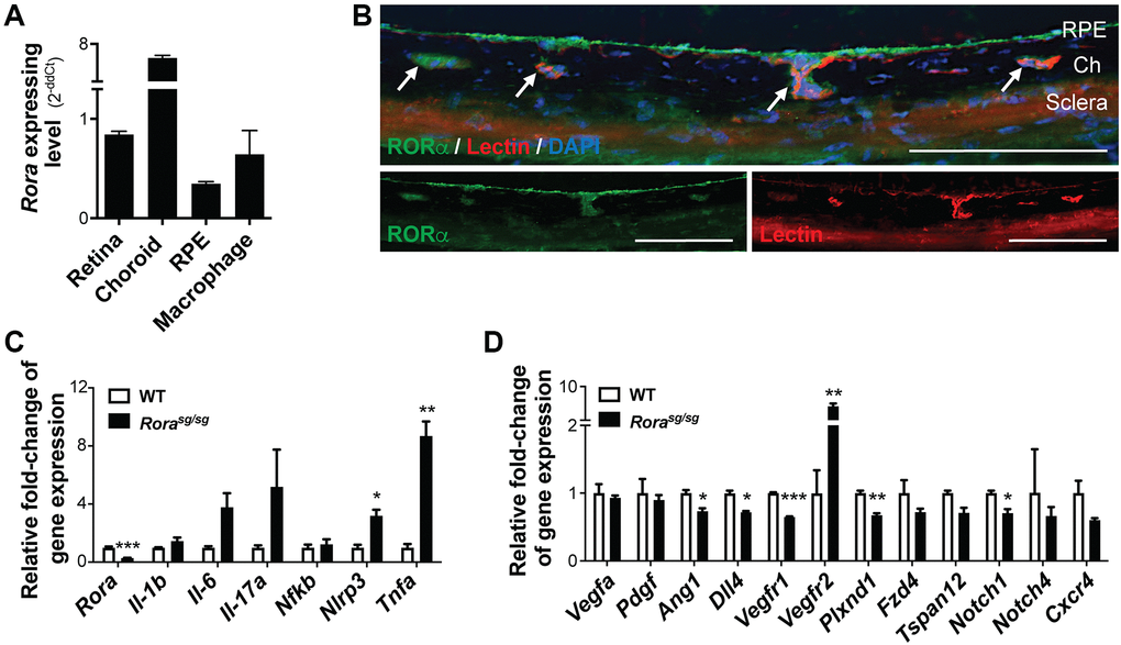 RORα was enriched in mouse choroid and regulated inflammatory and angiogenic genes. (A) Relative Rora expression in different types of mouse ocular tissues, namely retina and RPE/choroid complex, and cells (isolated pure RPE from mouse eyes and RAW264.7 macrophage cell line) measured with quantitative RT-PCR and normalized to housekeeping gene Rn18s. The choroid complexes expressed the highest expression levels of Rora compared to the retinas, RPE, and macrophage cells (n = 3/group). (B) Immunohistochemistry staining of retinal cross sections shows RORα antibody staining (green), vascular endothelium marker isolection (red), and DAPI (blue). Ch: choroid. Scale bars, 100 μm. (C, D) q-PCR analysis for the expression of Rora and inflammatory (C) and angiogenic (D) genes in the RPE/choroid complexes from Rorasg/sg and WT mice in normal condition without CNV showed that deficiency of RORα led to significant increase in Vegfr2 and Tnfa mRNA levels, in addition to changes in other inflammatory and angiogenic genes (n = 3 mice/group). Data are presented as means ± SEM. *P ≤ 0.05; **P ≤ 0.01; ***P ≤ 0.001.