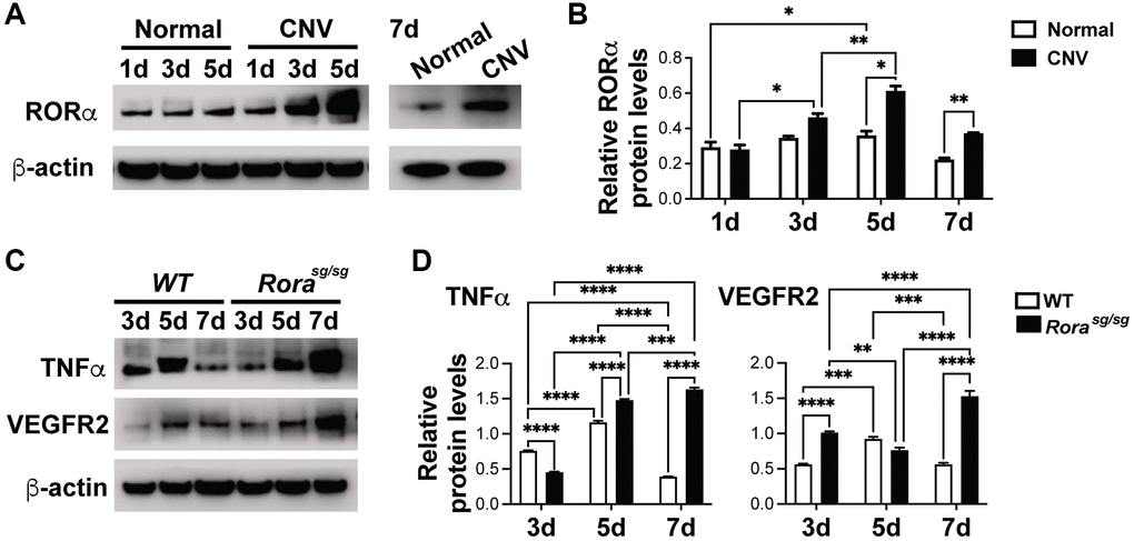 RORα was induced in CNV and regulated VEGFR2 and TNFα levels in laser-induced CNV. (A, B) Western blotting images (A) and densitometric analysis (B) of protein levels of RORα from choroid/RPE complexes with laser-induced CNV from C57BL/6J mice at 1, 3, 5 and 7 days (d) post-laser, compared with β-actin. β-actin served as loading control. Each band represents pooled sample from 3 retinas. n = 3 mice/group. (C, D) Western blotting images (C) and densitometric analysis (D) showing TNFα and VEGFR2 protein levels in choroid/RPE complexes at 3, 5, and 7 days after laser-induced CNV in Rorasg/sg and WT eyes, compared with β-actin as loading control. Each band represents pooled sample from 3 retinas. n = 3 mice/group. *P ≤ 0.05; **P ≤ 0.01; ***P ≤ 0.001; ****P ≤ 0.0001.