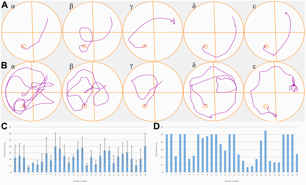 NBP treatment improved the behavioral deficits of rats with POCD. (A) Trajectory plots of one randomly selected rat from each of the five groups. One day before the operation, all rats could find a fixed platform within 50 seconds, and there was no substantial variation between the groups. (B) Trajectory plots of one rat were randomly selected from each of the five groups one day after the operation. (C) After the fracture model was established, we observed that a significantly longer time was required to reach the platform by rats in groups α and β in comparison to the ones in groups γ, δ, and ε. (D). Time for each rat to reach the platform after the operation.