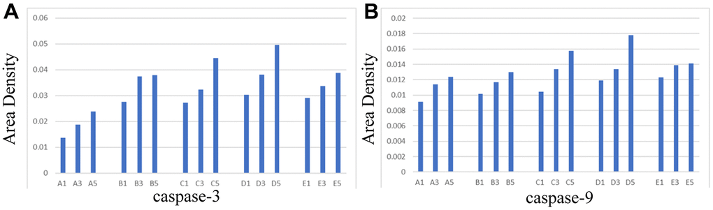Area density of hippocampal tissues in each group. (A) caspase-3, (B) caspase-9.