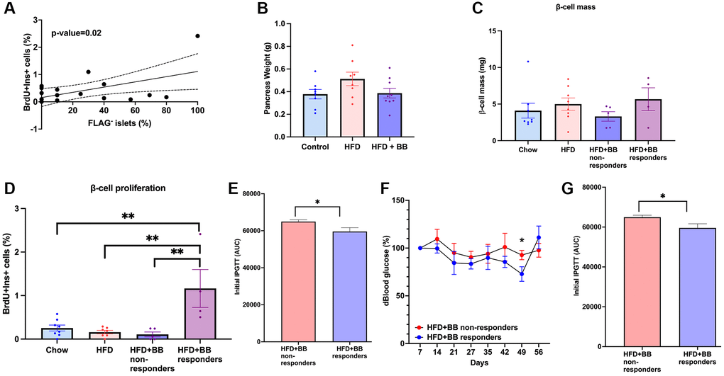 Senolysis restored proliferative capacity in a subset of animals after a HFD metabolic challenge in 1-year old mice. (A) Correlation between percentage of non-senescent FLAG− islets and beta-cell proliferation in 12-month-old animals. Line of best fit is shown along with dotted lines indicating 95% confidence intervals. P-value was calculated using the null hypothesis that the slope of the best-fit line equals 0. (B) Pancreatic weight of the groups; (C) beta-cell mass calculated in (mg). (D) Beta-cell proliferation calculated by %BrDU+ Ins+ cells. Mean+/− SEM; significance calculated by ordinary one-way ANOVA with Tukey’s multiple comparisons. (E) Comparison between responders and non-responders to BB/homodimerizer treatment in the HFD group. AUC for IPGTT before treatment. (F) Blood glucose percentage changes compared to the beginning of the treatment and AUC (G) between responders and non-responders.