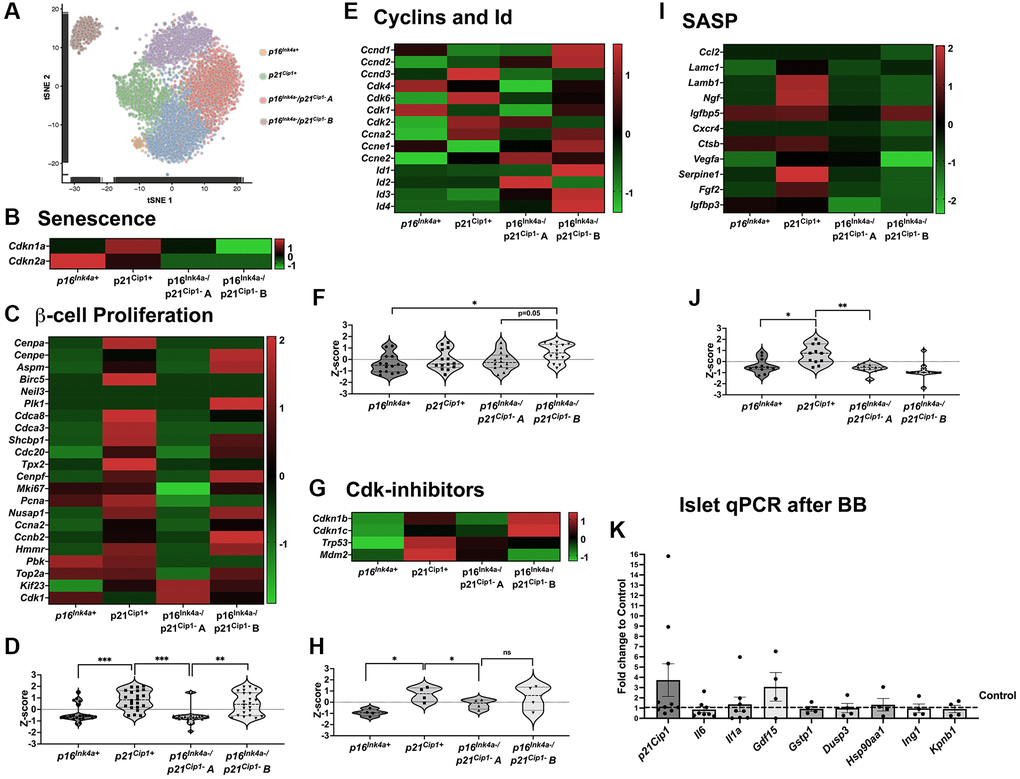 p16Ink4a-expressing cells do not proliferate or secrete SASP compared to other senescent cells. (A) tSNE of beta-cell clusters based on Ins2 expression and four subpopulations highlighted: p16Ink4a+, p21Cip1+ (senescent) and p16Ink4a−/p21Cip1− A and p16Ink4a−/p21Cip1− B (non-senescent). (B) Heat map showing beta cell senescence genes. (C, D) Heat map and violin plot showing beta-cell proliferation genes. (E, F). Heat map and violin plot showing beta-cell expression of cyclins and Id. (G, H) Heat map and violin plot of Cdk-inhibitors; (I, J) Heat map and violin plot of SASP genes. (K) qPCR of islets treated with B/B homodimerizer show no changes in the transcript of p21Cip1 and several transcription factors in the INK ATTAC model. Significance calculated by ordinary one-way ANOVA with Tukey’s multiple comparisons.