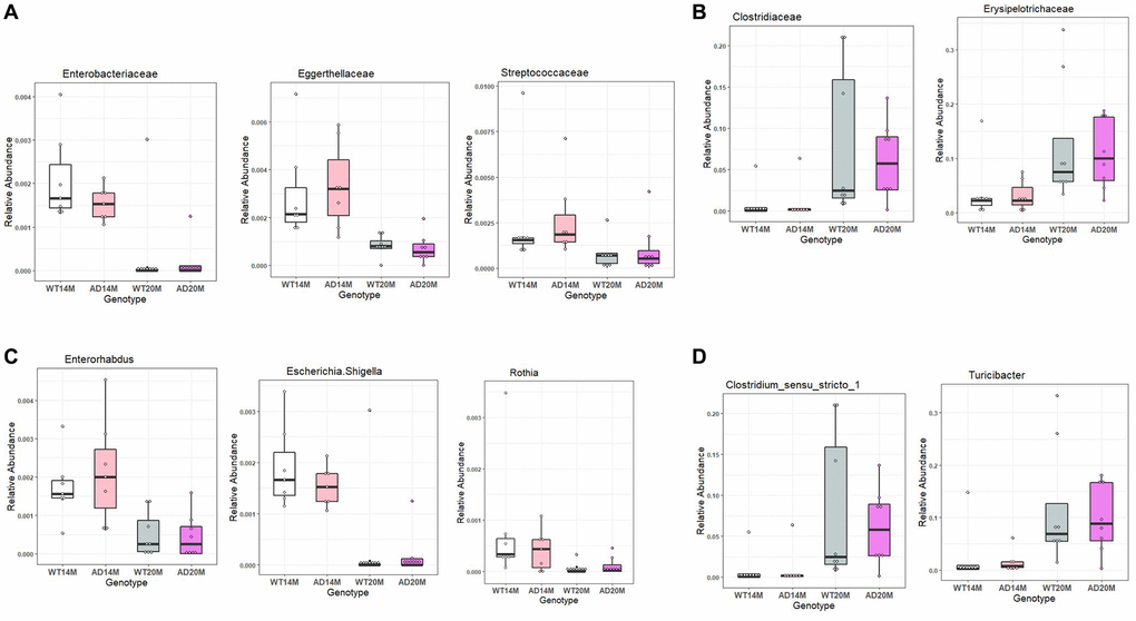 Conserved aging associated changes between both Tgf344-AD and WT control rats. Conserved aging-associated changes between the Tgf344-AD and WT rats. (A, B) Families increasing with age and decreasing with age, (C, D) Genera increasing with age and decreasing with age identified using LefSe.