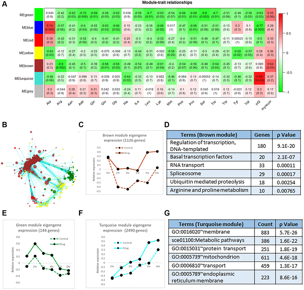 Correlation analysis of transcriptomics data. (A) The 7 color-coded modules (MEs, left side, Y-axis of heatmap), whose member genes are highly correlated over time, were analyzed for their correlation to each amino acid pool ((amino acids indicated on the X-axis, pool data are from [7]). The degree of correlation is indicated by the red-green (correlated-anticorrelated) scale at the right-side of the diagram and by numbers in columns which represent the correlation p-value and the correlation value (in parentheses). These values and the green highlighting indicate negative or anticorrelation: amino acid pools are small which transcripts are up-regulated, not down-regulated by Myr treatment. Additionally, the values in the column labeled 'InQ' represent the correlation between ME gene expression and the incubation time frame (1–6 hr) where the Turquoise module is the most correlated with time as shown graphically in panel F. The values in the column labeled 'myriocin' represent the association between ME gene expression and the absence/presence of myriocin where the no drug sample was set as 0 and the myriocin-treated sample was set as 1 for this calculation. This column indicates that the Green and Brown modules are the most anti-correlated (red shading) with amino acid pools, most of which are lowered by Myr treatment. (B) Network diagram showing the relationship of genes in the Green and Brown modules which are connected by genes in the Turquoise module. Genes are indicated by Nodes (circles) and relationships by edges. All genes and relationship values are presented in Supplementary Table 3. (C) Scatter plot of the Brown Eigengene across the 1–6 h time frame. (D) Enriched GO terms found in the Brown module. (E) Scatter plot of the Green Eigengene across the 1–6 h time. (F) Scatter plot of the Turquoise Eigengene across the 1–6 h time frame. (G) Enriched GO terms found in the Turquoise module. Genes used in calculating the mean Eigengene along with the 7 mean Eigengene values and their scatter plots are shown in Supplementary Table 3.