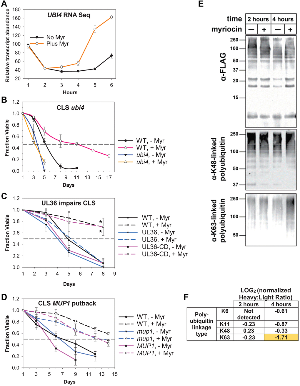 Ubiquitin plays a central role in Myr-enhanced longevity. (A) Summary of the relative abundance of UBI4 transcripts across the 1–6 h time frame in Myr-treated or untreated cells. (B) CLS assay showing decreased survival of untreated (- Myr) ubi4Δ cells verses WT (BY4741) untreated cells and the complete lack of Myr-enhancement of lifespan in ubi4Δ cells compared to strong enhancement in WT cells. Error bars: SD (N = 3). (C) Data showing that removing ubiquitin from Mup1 impairs Myr-enhanced CLS. Cells having Mup1-pHlurion tagged with a UL36 deubiquitinase domain (DUB) are not able to respond to Myr treatment and enhance CLS. In contrast, replacing catalytically active UL36 with a catalytically dead UL36 domain (UL36-CD) restores Myr-enhanced lifespan. WT = BY4741 Mup1-pHluorin cells. Statistical significance at day 8 was determined (Student’s t-test) for Myr-treated WT vs. UL36 and UL36-CD vs. UL36 cells: p-values ≤ 0.024 and 0.032, respectively. Error bars: SEM (N = 3). (D) Lifespan assays reveal that deletion of mup1 does not impair Myr-enhanced longevity. WT (BY4741) and MUP1 putback (mup1 allele replaced by MUP1) are control strains for the presence of a functional MUP1 gens. Error bars: SEM (N = 3). (E) Affinity purified ubiquitin (from a yeast strain encoding N-terminally FLAG-tagged ubiquitin at two native, chromosomal ubiquitin genes) and blotted for total ubiquitin (top panel) captured as well as K63- and K48-linked polyubiquitin (middle and bottom panels, respectively) in cells treated on not treated with Myr after 2 or 4 h of cell growth. (F) SILAC-MS analysis of untreated (Heavy) or myriocin-treated (Light) yeast cells at the indicated time point. Heavy:Llight ratio quantifies relative abundance between the two samples. In this experiment, a negative LOG value indicates increased abundance in the myriocin-treated sample (and vice versa). All measurements were normalized to the Heavy:Light ratio for total ubiquitin (unmodified peptides), which did not significantly differ with Myr treatment at either 2 or 4 h post-myriocin treatment.