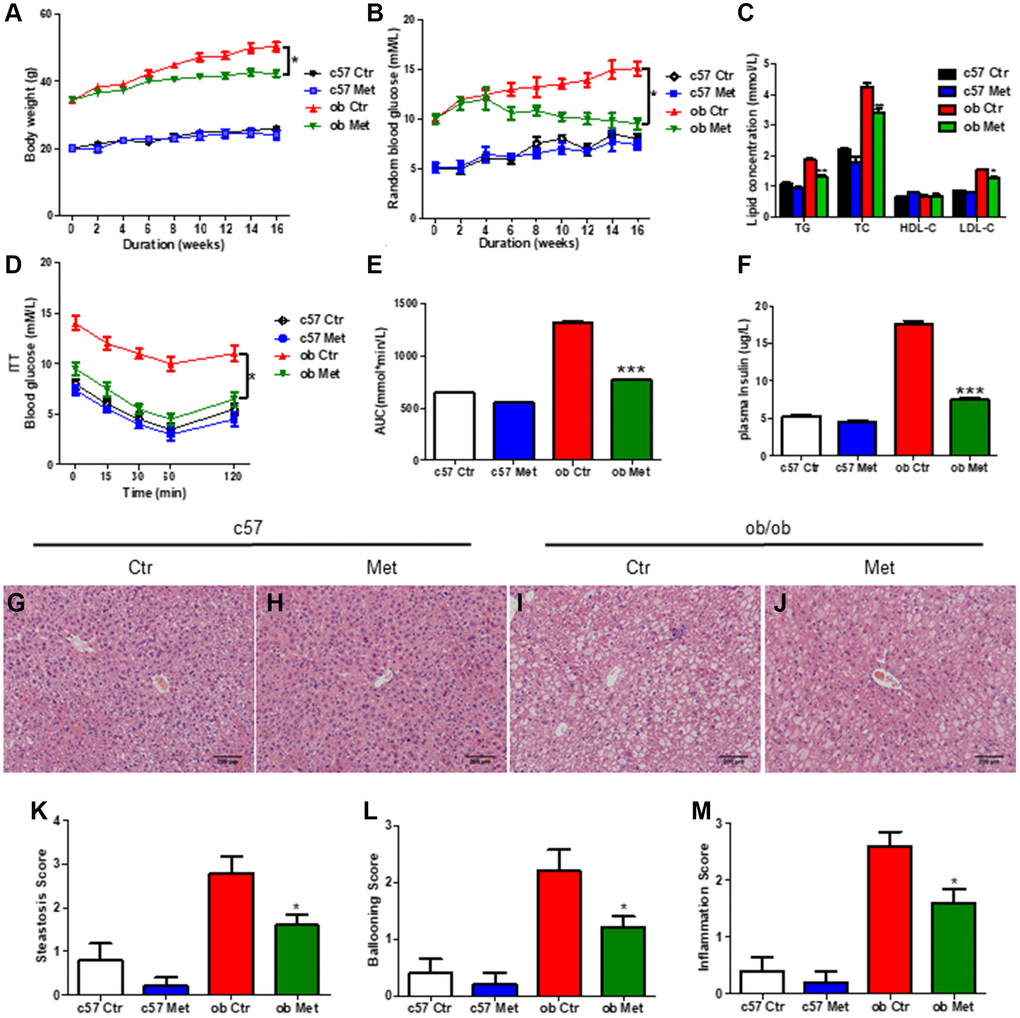 Metformin reduced body weight and alleviated glucose and lipid metabolism disorders in ob/ob mice. C57BL/6 and ob/ob mice were treated with 200 mg/kg metformin for 16 weeks. Body weight (A) and random blood glucose (B) were presented every 2 weeks. The level of serum TG/TC/LDL-C and insulin were exhibited in (C and F) respectively. (D, E) The curve and area under the curve (AUC) of ITT in each group. Liver sections were prepared from C57BL/6 and ob/ob mice, HE (G–J), and evaluation of hepatic steatosis (K), ballooning (L) and inflammation (M) was carried out. Scale bar = 200 μm. Data are presented as mean ± S.E.M. *P **P ***P 