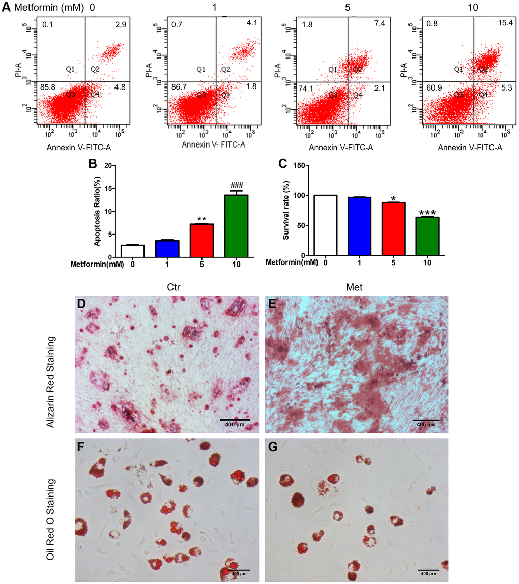 Metformin promoted MSC apoptosis in a concentration-dependent manner, promotes BM-MSC osteogenesis, and inhibits adipogenesis in vitro. BM-MSCs were treated with 0, 1, 5, and 10 mM/L metformin, then cell viability was determined by CCK-8 assay and cell apoptosis was analyzed using flow cytometric analysis. (A) Flow apoptosis detection induced by different concentrations of metformin in MSC. (B) Statistics of the apoptosis rate for each group. (C) Cell activity assay about the effects of different concentrations of metformin on MSC. Cell Counting Kit-8 was used for the cell activity assay. BM-MSCs were treated with 1 mM/L metformin during the adipogenic and osteogenic differentiation process. Alizarin Red (D, E) and Oil red O staining (F, G) for each group cell.