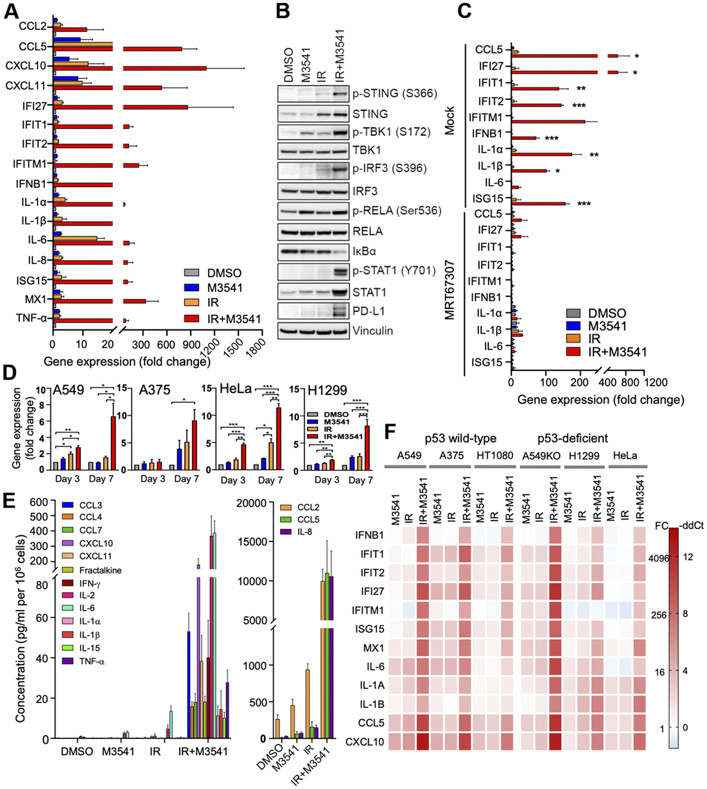 M3541 is a strong enhancer of inflammatory signaling in irradiated cancer cells. (A) Relative gene expression in A549 cells treated with DMSO, M3541, IR or IR+M3541 for 7 days measured by quantitative PCR. Data are shown as mean±SEM. (B) Western blot analysis of cGAS/STING pathway in A549 cells after DMSO, M3541, IR or IR+M3541 treatment for 7 days. (C) Relative gene expression in A549 cells treated as above with or without 2 μM TBK1 inhibitor, MRT67307 for 7 days. Data are shown as mean±SEM. (D) Relative expression of PD-L1 in A549, A375, HeLa and H1299 cancer cells treated as in (A). (E) Changes in cytokine levels in the culture media from A549 cells exposed to DMSO, M3541, IR or IR+M3541 for 7 days. Cytokine levels were measured by the MSD technology, normalized to the total cell number and presented as pg/ml per million cells. (F) Heatmap of the relative gene expression in 6 cancer cell lines exposed to M3541, IR or IR+M3541 for 7 days.