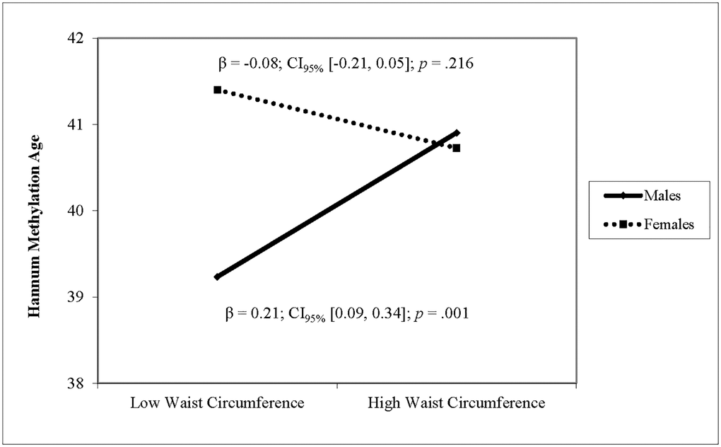 The relationship between waist circumference and Hannum DNAm varies by sex. Note: Low and high waist circumference were defined as 1 SD below and above the mean.