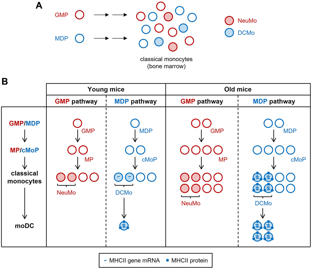 Increased MHCII expression by DCMo during aging. (A) Classical monocyte subsets arise from GMPs and MDPs, which contribute to classical monocyte heterogeneity. Neutrophil-like monocytes (NeuMo) are GMP-derived, whereas DC-like monocytes (DCMo), which give rise to moDC, are MDP-derived. The origins of other classical monocyte subsets have not yet been defined. (B) During aging, DCMo expression of MHCII genes increases, MHCII proteins become detectable at the cell surface, and MDPs/DCMo produce proportionally more moDC.
