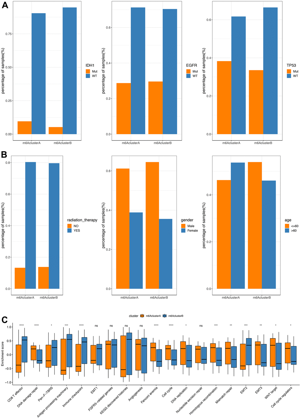 Comparative analysis between m6Acluster in the TCGA dataset. (A) The distribution of IDH1, EGFR, TP53 mutations in the 2 m6Aclusters; (B) The distribution of radiotherapy, gender, and age in m6Acluster; (C) The enrichment scores of different m6Acluster groups difference (**PPP