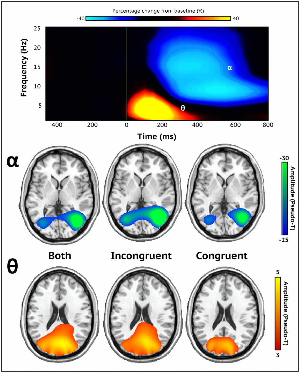 Sensor-level spectrograms and whole-brain averages. A time-frequency spectrogram illustrating task-specific oscillatory activity averaged across all trials, conditions, and participants (top). Time (ms) is on the x-axis and frequency (Hz) is presented on the y-axis. The color bar above the spectrogram indicates the percent change in amplitude from baseline. Robust increases in theta (3-6 Hz; 0-350 ms) and decreases in alpha activity (8-16 Hz; 200-600 ms) were found in occipito-parietal sensors (MEG1932). Both oscillatory responses significantly differed from baseline (p 