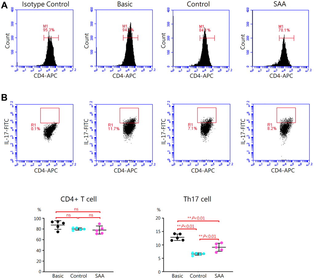 Assessment of Th17 activation after 5-days Th17 differentiation. (A) Activation of Th17 cells was confirmed by intracellular staining for IL-17 with flow cytometry. (B) The percentage of IL-17-secreting cells were lower in the control group, compared to the basic group (6.6 ± 0.4% vs 12.9 ± 1.2%, P P n = 5 in each group.