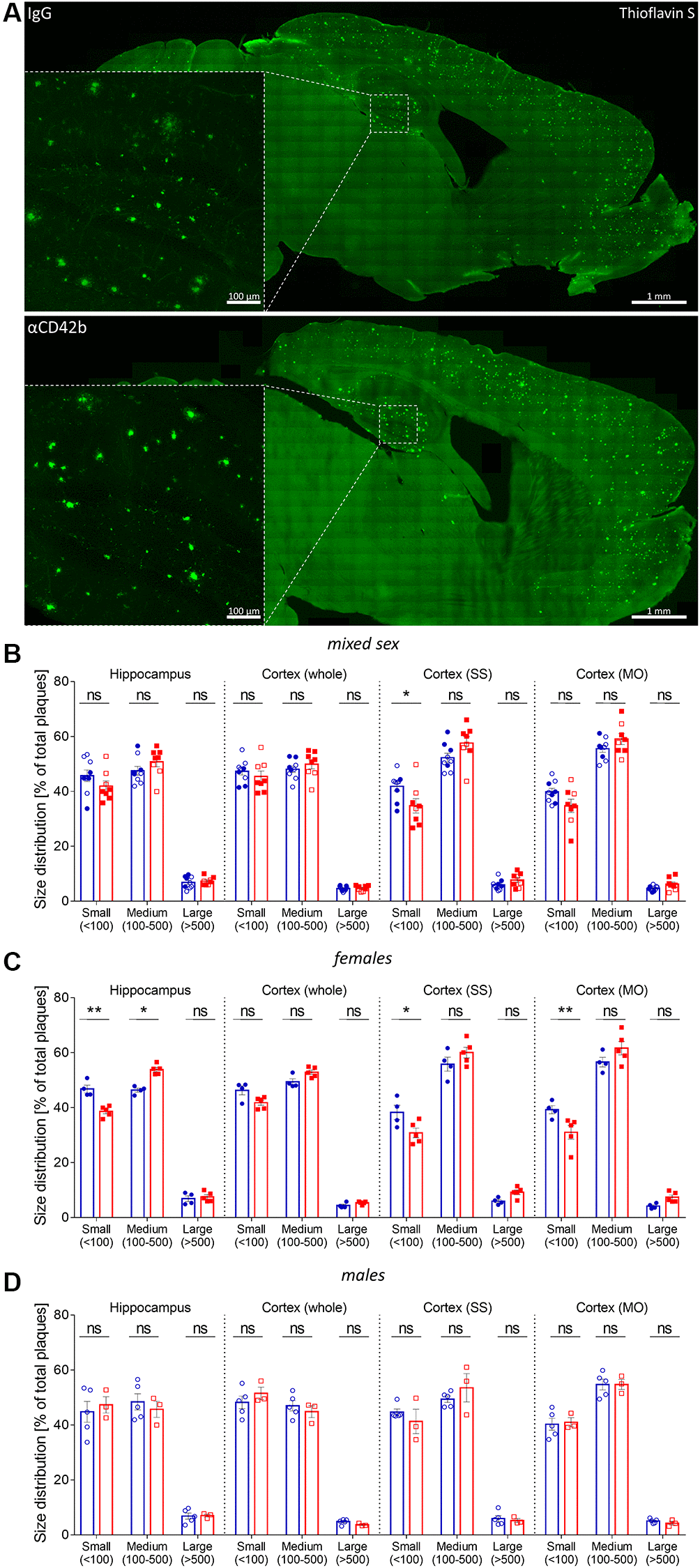 Platelet depletion shifts plaque size distribution in APP-PS1 females. (A) Amyloid plaque pathology was assessed in thioflavin S stained brain sections. (B) Plaque size distribution (% of small, medium, and large plaques) was analyzed in the hippocampus, whole cortex, somatosensory (SS) and somatomotor (MO) cortex. (C) APP-PS1 platelet-depleted females showed a shift in the percentage of small (30–100 μm2) and medium-size (100–500 μm2) amyloid plaques in the hippocampus and a reduced percentage of small-size amyloid plaques in SS and MO. (D) No differences were observed in platelet-depleted males. Data are shown as mean ± SEM. Statistical analysis was performed by ordinary two-way ANOVA with Tukey’s multiple comparisons test (n = 8–9/treatment; “full forms” represent females and “empty forms” males). **p *p 