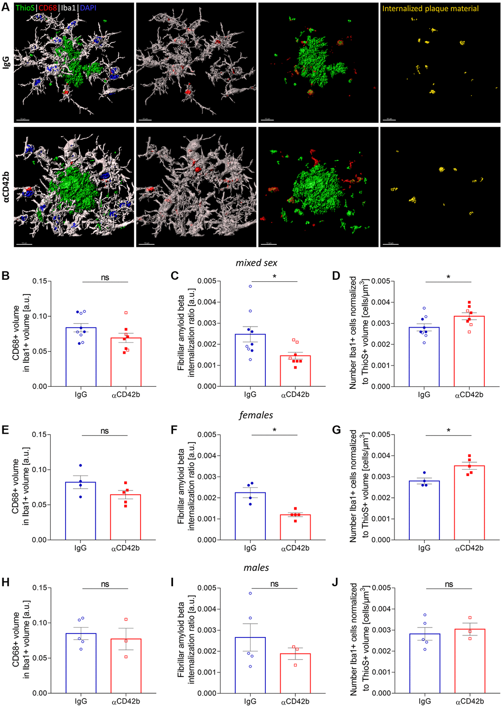 Platelet depletion impairs amyloid beta phagocytosis by microglia. (A) Brain tissue stained for amyloid plaques (green, thioflavin S), microglia (white, Iba1) and microglial phagolysosomes (red, CD68) was used for 3D in silico analysis of microglial phagocytosis in the hippocampus. (B–D) Platelet-depleted mice showed similar CD68+ phagolysosome volume, decreased amounts of internalized fibrillar amyloid beta and a higher number of plaque-associated microglia compared with IgG treated controls. (E–G) The same effects were observed in platelet-depleted females. (H–J) Males showed no significant differences between experimental groups. Data are shown as mean ± SEM. Statistical analysis was performed by unpaired Student’s t test (n = 8–9/treatment; “full forms” represent females and “empty forms” males). *p 