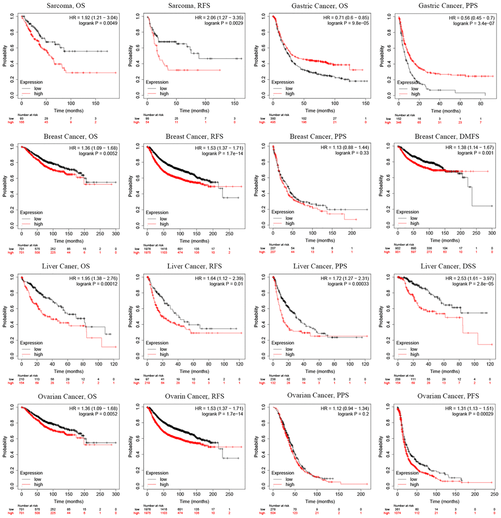 Prognostic significance of SMC4 in different types of human cancers using the Kaplan-Meier plotter database. Abbreviations: OS: overall survival; PFS: progression-free survival; RFS: relapse-free survival; DSS: disease-specific survival; DMFS: distant metastasis-free survival; PPS: post progression survival.