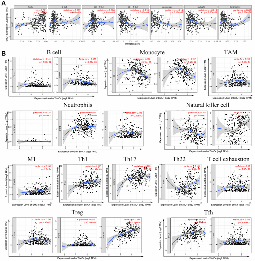 Correlation between SMC4 expression and immune infiltration of sarcoma (A) Data form TIMER database; (B) SMC4 associated immune infiltration patterns by infiltrating immune cells markers.