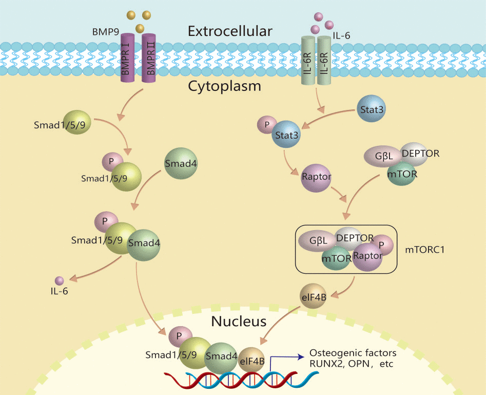 Schematic diagram of IL-6 effects on promoting BMP9-induced osteogenic differentiation in MEFs. IL-6 was up-regulated by BMP9 through binding with BMP type II receptor and type I receptor to activate BMP/Smad signal in MEFs. The secreted IL-6 binds with its receptor to activate the class pathway, and then promote the phosphorylation of Stat-3, through which to up-regulate the expression of Raptor. Then, Raptor binds with other components to form and activate TORC1, through which to activate the downstream transcriptional factor, such as eIF4B. Finally, the activated transcriptional factor may interact with the complex of p-Smad1/5/9 and Smad4 to promote osteogenic factor expression, such as RUNX2, etc.