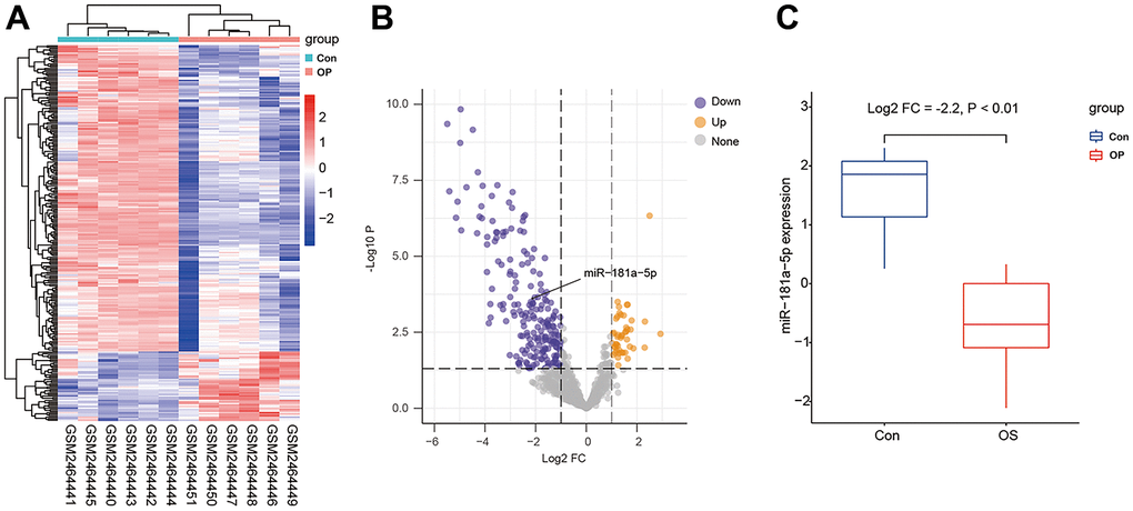 Differentially expressed microRNAs in GSE93883. (A) Heatmap of microRNA expression among six healthy (Con) and six osteoporotic (OP) samples. (B) A volcano plot of microRNAs by setting the cutoff as a log2 fold change of > 1 and a P value of C) mRNA level of miR-181a-5p in healthy controls and osteoporotic patients in GSE93883.