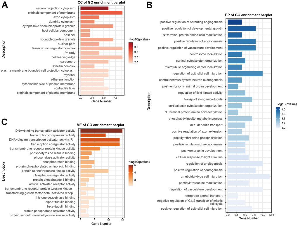 GO functional enrichment analysis of differentially expressed microRNAs. GO enrichment analysis was carried out using CC (A), BP (B), and MF (C). The x-axis shows enriched gene numbers and the color represents significance. GO terms are shown on the y-axis. GO, gene ontology; CC, cellular component; BP, biological process; MF, and molecular function.