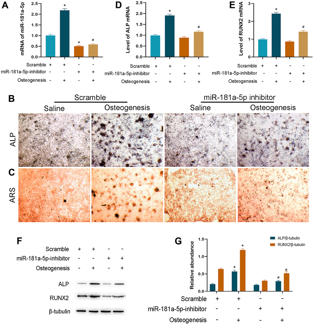 Inhibition of miR-181a-5p suppressed osteogenic differentiation. (A) miR-181a-5p expression in the scramble and inhibitor groups treated with saline or osteogenesis induction medium. (B, C) ALP and ARS staining of the scramble and inhibitor groups treated with saline or osteogenesis induction medium. (D, E) Transcriptional levels of ALP and RUNX2 by polymerase chain reaction (PCR). (F, G) ALP, RUNX2 and beta-tubulin are determined and quantified by densitometric evaluation of western blots, further normalized to beta-tubulin. All data represent mean ± s.e.m. (n = 6). *P#P