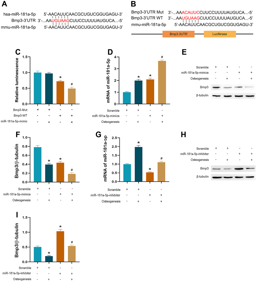 miR-181a-5p targeted on BMP3. (A, B) The sequence of BMP3-3’ UTR WT or BMP3-3’ UTR Mut luciferase constructs. (C) Relative luminescence of scramble and miR-181a-5p mimic transfected cells which are contransfected with BMP3-3’ UTR WT or BMP3-3’ UTR Mut luciferase constructs. Data represent mean ± s.e.m. of the ratio to the value of scramble in BMP3-Mut transfected cells. *PD) PCR verification of miR-181a-5p mimic transfection efficiency. (E, F) BMP3 and beta-tubulin protein levels in miR-181a-5p mimic transfected cells. BMP3 is normalized to beta-tubulin. *PG) PCR verification of miR-181a-5p inhibitor transfection efficiency. (H, I) BMP3 and beta-tubulin protein levels in miR-181a-5p inhibitor transfected cells. BMP3 is normalized to beta-tubulin. *P