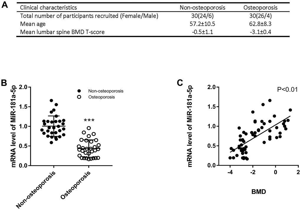 Validation of miR-181a-5p level in osteoporotic patients. (A) The clinical information of recruited healthy volunteers and patients includes the number of male/female, the mean age and the mean lumbar spine BMD T-score. (B) mRNA levels of miR-181a-5p in healthy volunteers and osteoporosis patients. Data represent mean ± s.e.m. (n = 30). ***PC) Linear regression of BMD and miR-181a-5p mRNA levels in the whole cohort (n = 60).