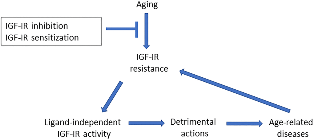 Aging is associated to widespread IGF-IR resistance, including the brain. As IGF-IR may act as a dependence receptor, age-related loss of regulation by IGF-I will unveil ligand-independent actions, such as pro-aging, pro-apoptosis or blockade of glucose uptake, that in turn may contribute to age-associated brain diseases. The latter may be due to unrestrained activity of the receptor since IGF-IR resistance is frequent in many age-related diseases of the brain. Conversely, age-associated brain diseases may lead to further IGF-IR resistance in a vicious cycle, as disease-associated processes such as oxidative/endoplasmic reticulum stress or inflammation elicit IGF-IR resistance. Thus, inhibition of IGF-I-resistant IGF-IR, or its sensitization to re-gain control by IGF-I, will restrain its downstream detrimental actions.