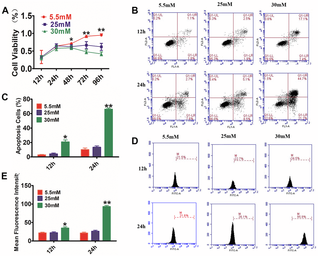 Glucose effects on HaCaT cells by CCK-8 assay, AnexinV-PI, and ROS staining. (A) HaCaT cells were treated with different concentrations of glucose for varying time periods, and then cell viability was measured with CCK-8. The data showed that glucose inhibited the cell viability of HaCaT cells in a dosage- and time-dependent way. (B) The annexin V-PI flow cytometry assay was utilized for the detection of the apoptosis rate of HaCaT cells, which were treated with 5.5, 25, or 30 mM glucose at different times. (C) The histogram results show that cell apoptosis increased following incubation with glucose. (D, E) Analysis of intracellular ROS levels using the flow cytometry assay. The histogram results show that the fluorescence intensity was increased following incubation with glucose. Control to 5.5 mM glucose, *PP