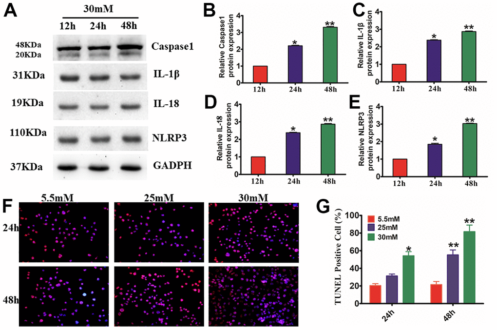 Effects of the activation of NLRP3 inflammasome and expression of pyroptosis-related proteins in HG-induced HaCaT cells. Western blotting (A), for caspase-1 (B), IL-1β (C), IL-18 (D), and NLRP3 (E) in HaCaT cells. (F, G), HaCaT apoptosis identified by the TUNEL assay (200×). *PP