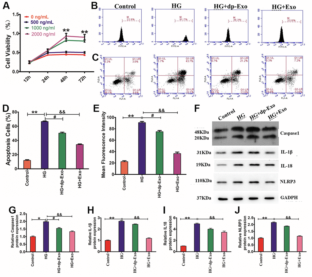 HF-MSC-Exo inhibited HG-induced pyroptosis of HaCaT cells and promoted their proliferation. (A) HaCaT cells were treated with HG and then treated with HFMSC-dp-Exo or HF-MSC-Exo for 24-72 h. The CCK-8 assay findings illustrated that the cell viability was higher in the presence of HF-MSC-Exo than in the control and also higher than the HF-MSC-dp-Exo cohort. (B, C) The flow cytometric assay results showed that the HF-MSC-Exo can inhibit HG-induced apoptosis of HaCaT cells. (D, E) The flow cytometric assay results showed that the HF-MSC-Exo can reduce HG-induced fluorescence intensity in HaCaT cells. Western blotting (F) for caspase-1 (G), IL-1β (H), IL-18 (I), and NLRP3 (J) in HaCaT cells. Compared to control: *PP