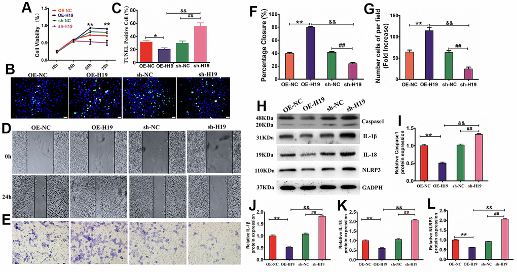 Exosomes overexpressing lncRNA H19 affected HaCaT cell proliferation, apoptosis, migration, and pyroptosis. (A) HaCaT cells were treated with HG and subsequently cultured in the presence of OE-H19-exosomes, sh-H19-exosomes, and NC-exosomes. The CCK-8 assay findings illustrated that cell viability was higher in the OE-H19-exosomes cohort than in the sh-H19-exosomes cohort. (B, C) HaCaT apoptosis identified by TUNEL assay (200×). *PPD, E) HaCaT cells were treated with OE-H19-exosomes, sh-H19-exosomes, and NC-Exo were exposed to a wound-healing assay and transwell migration assay for 12 hours. Scale bar =200μm. (F, G) Statistic the wound area closure and the number cell of per filed. Scale bar=200 μm. All results are representative of three separate experiments (means ± SD). Western blotting (H) for caspase-1 (I), IL-1β (J), IL-18 (K), and NLRP3 (L) expression in HaCaT cells. **Pvs NC; ##Pvs NC; &&Pvs sh-19), representative of three independent experiments (means ± SD).