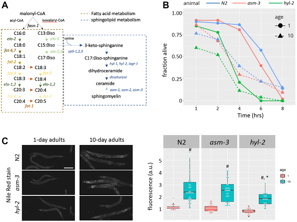 Model schematic. (A) The circadian fingerprint of each Reddit user is