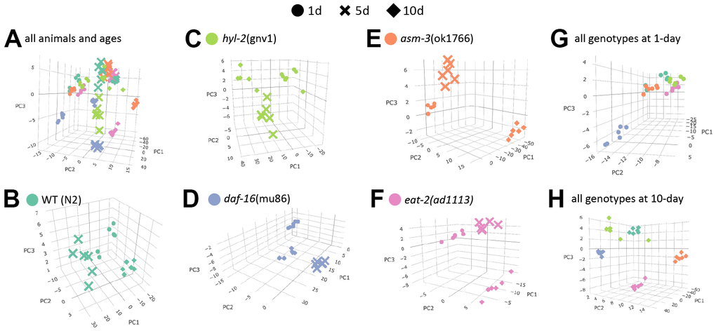 Age is a major determinant of lipid profiles in C. elegans. Principal component analysis (PCA) graphs show lipid profiles by 1-day (circles), 5-day (cross bars), and 10-day (diamonds). (A) PCA graph showing variation all groups, by strain and age. (B–F) PCA graphs showing variations in age by strain (different colors as indicated). (G–H) PCA graphs showing variations by 1-day old animals (G) and 10-day old animals (H).