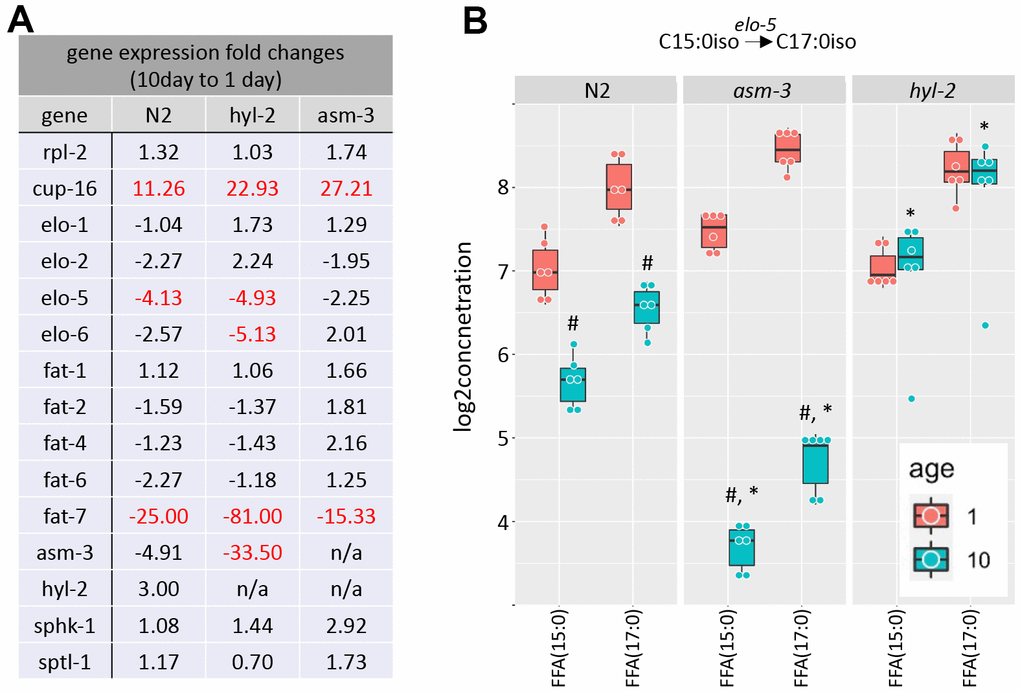 Saturated and polyunsaturated fatty acids metabolism. (A) Table of gene expression for fatty acid for elongases and desaturates examined in 1-day and 10-day old N2, asm-3, and hyl-2 animals by quantitative PCR. Data are represented by 2-ddCT fold change of 10-day N2 compared to 1-day values (n=3 for each group, red indicates fold changes that are prps-2, and rpl-2 and cup-16 are control genes known to remain unchanged and increase, respectively, in older animals. (B) Log2 concentrations of FFA(15:0) and FFA(17:0) are shown at 1- and 10-day old N2, asm-3, and hyl-2 animals (n=6 for each group). For all, #indicates pp