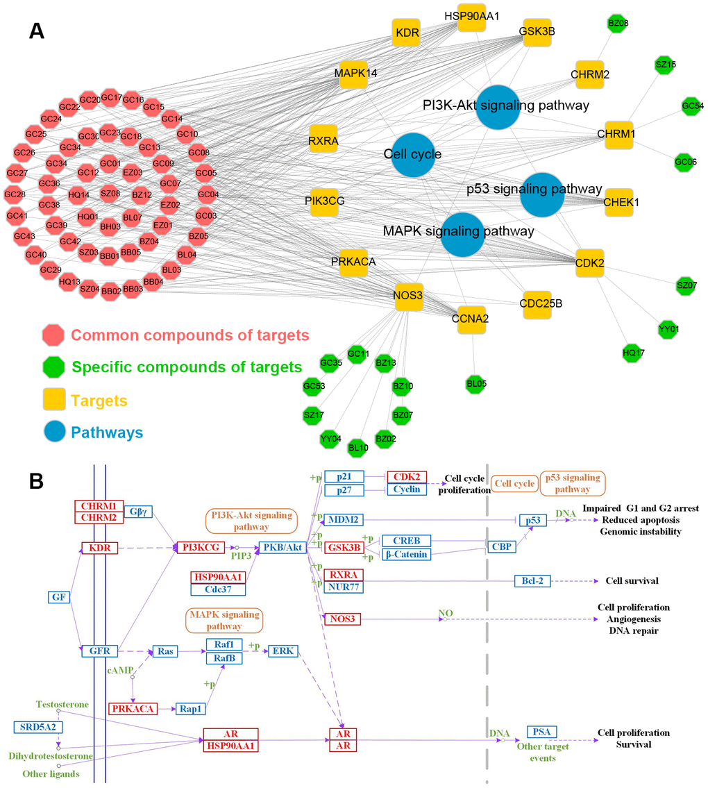 (A) The Compounds pathway network. The target node and the pathway node are linked. The yellow rectangle, red circle and octagon represent the target, pathway and compound respectively. (B) Distribution of ten herbs targets in compressed PCa pathway.