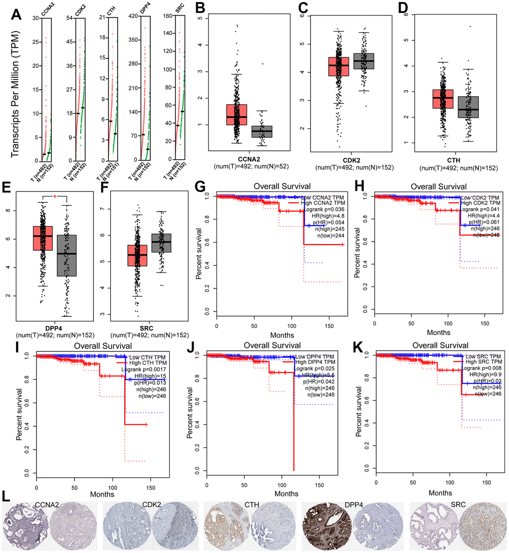 (A–F) The expression of five hub genes in TCGA database between PCa and peritumoral tissues. (G–K) Kaplan-Meier survival analysis of five prognostic genes in TCGA cohort. (L) Immunohistochemical analysis of five genes in HPA database.