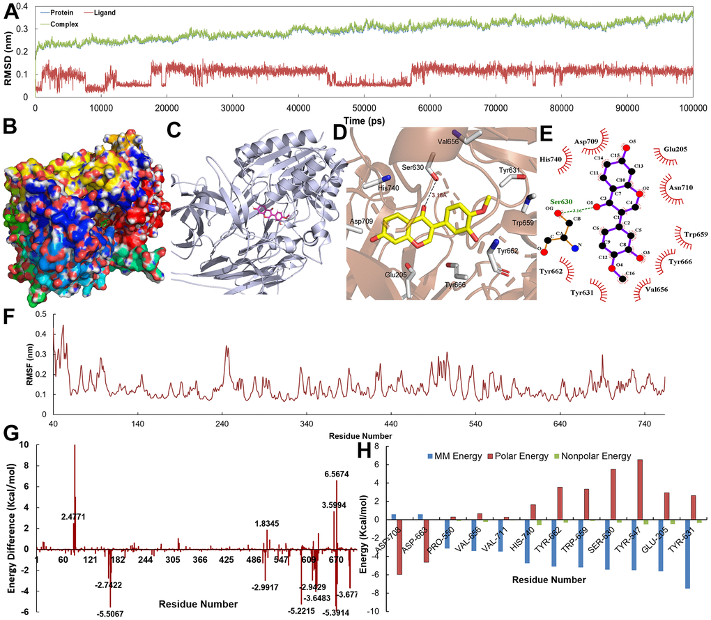 (A) The RMSD for DPP4 with Calycosin over 10 ns. (B–E) The binding mode of the DPP4-Calycosin complex. (F) The RMSF for DPP4-Calycosin complex. (G, H) The energy of the key amino acids from DPP4-Calycosin complex.