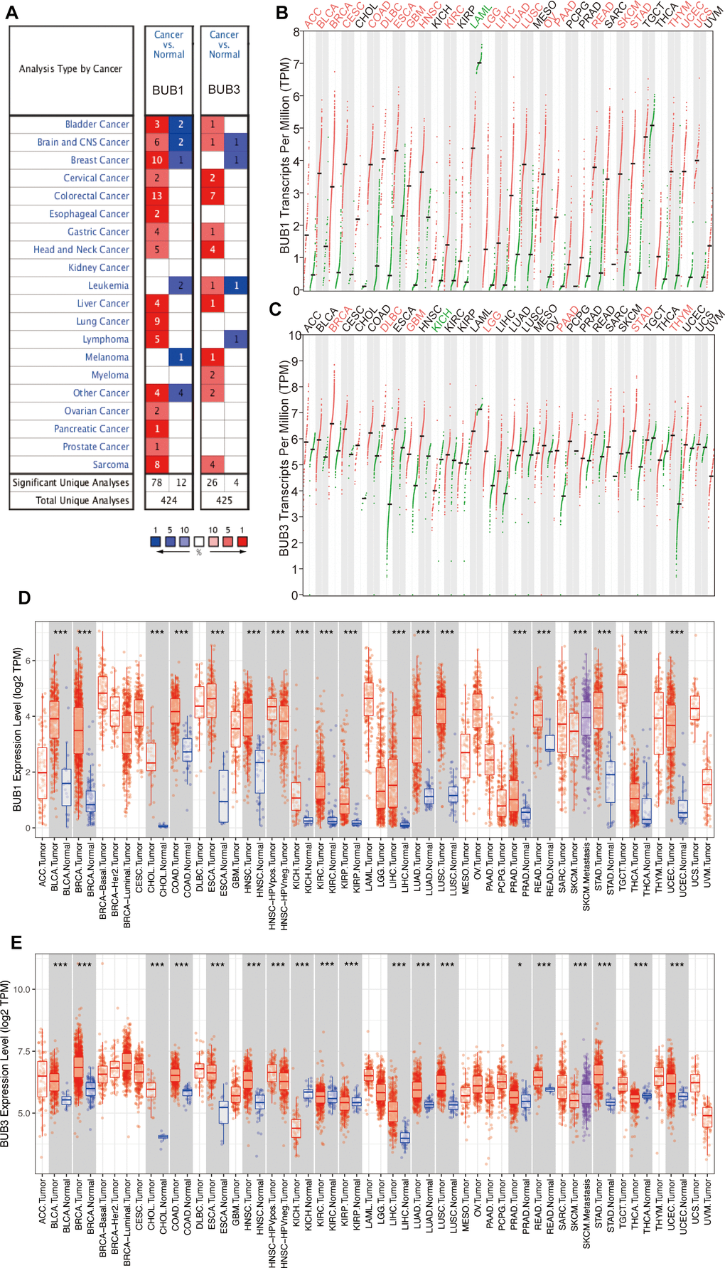 Differential expression of BUB1/3 at transcriptional levels in different cancers. (A) BUB1/3 mRNA expression in 20 different types of cancers analyzed using the data in the Oncomine platform. Red represents high expression levels, and blue represents low expression levels. p B, C) Expression levels of BUB1 (B) and BUB3 (C) mRNAs in 33 cancer tissues and paired normal tissues obtained from the GEPIA database. p  = 2. (D, E) Expressions levels of BUB1 (D) and BUB3 (E) in cancer tissues and the corresponding normal tissues obtained from the TIMER database. Red, cancerous tissue; Blue, normal tissue. *, p p p 