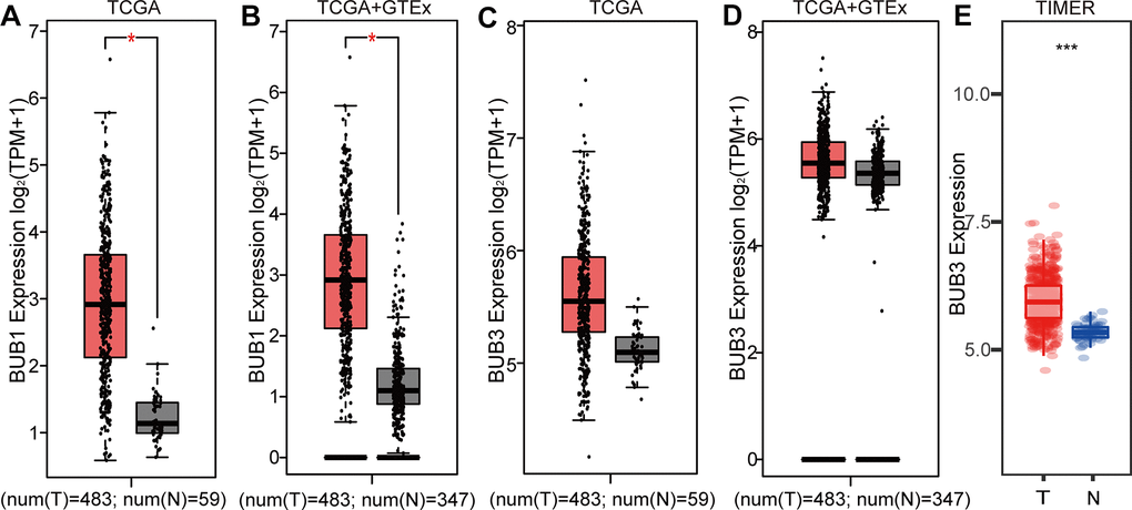 Differential expression of BUB1/3 at the transcriptional level in LUAD. (A, B) LUAD mRNA expression obtained by analyzing the GEPIA database and BUB1 mRNA expression in paired normal tissues. p  = 2. (C, D) LUAD mRNA expression in GEPIA and BUB3 mRNA expression in paired normal tissues. p values  = 2. (E) Expression of LUAD and BUB3 mRNA in paired normal tissues (data obtained from the TIMER database). p value 