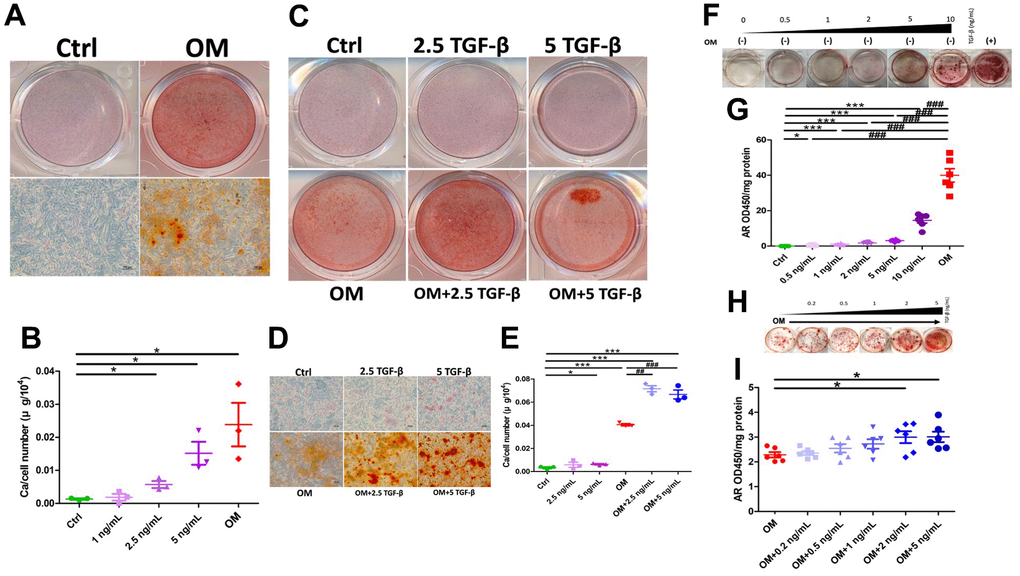 The influence of exogenously administered TGF-β1 on vascular calcification during the mature phase. TGF-β1 exhibited a dose-dependent increase in calcification regardless of OM exposure across ASMC of different species. (A) Gross (upper row) and microscopic (lower row) view of ASMCs treated with OM, AR-stained (B) Calcium quantitation results of ASMCs without or with different TGF-β1 concentrations or OM treatment. (C) Gross and (D) microscopic view of ASMCs treated without or with TGF-β1 alone, OM alone, or in combination, AR-stained. (E) Calcium quantitation results of ASMCs without or with TGF-β1 alone, OM alone, or in combination. (F) Human ASMCs without OM and with different concentrations of TGF-β1, stained with AR. Quantitative results are shown in panel (G). (H) Human ASMCs with OM co-treated with different concentrations of TGF-β1, stained with AR. Quantitative results are shown in panel (I). AR, Alizarin red; ASMC, aortic smooth muscle cell; ctrl, control; OM, osteogenic media; TGF-β1, transforming growth factor-β1.